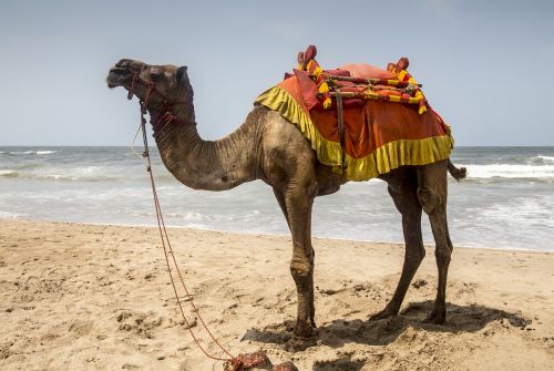 camel seashore sea