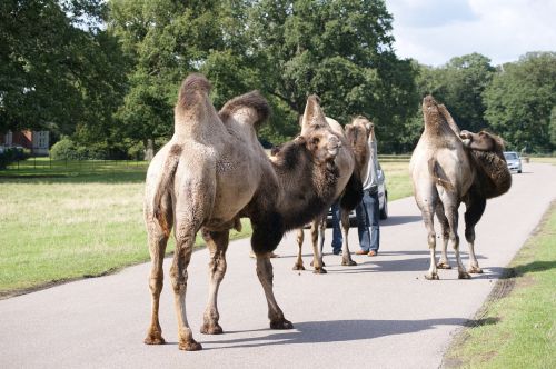 camel way nature