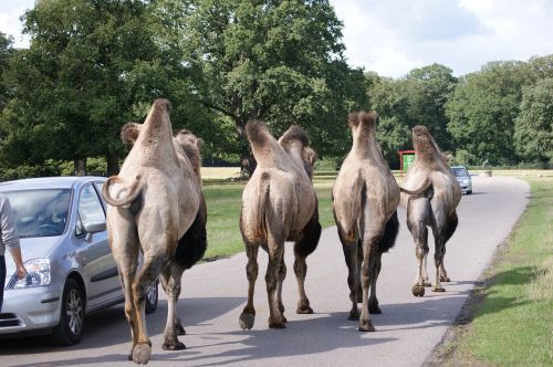 camel way nature