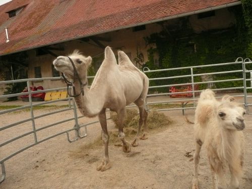 camel foals sanfrancisco freiburg