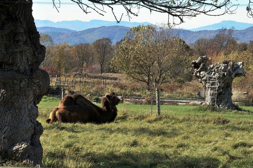 Camel In Autumn