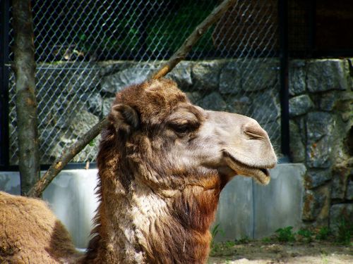 camel portrait animal ungulates