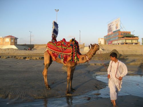 camel ride red animal