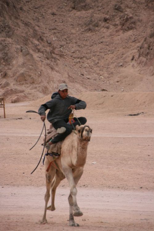 camel riding egypt sinai