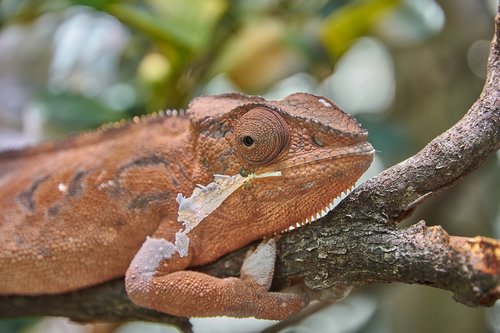 cameleon  lizard  reptile