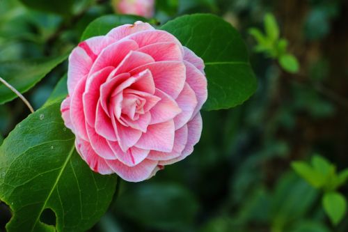 camelia flower shrub