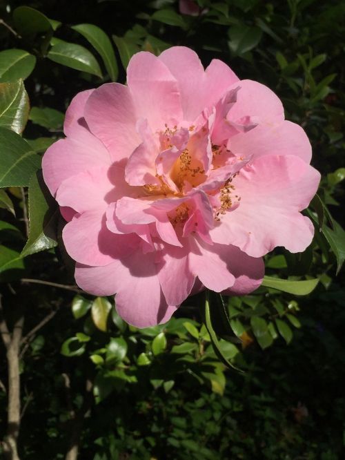 camelia pink blossom