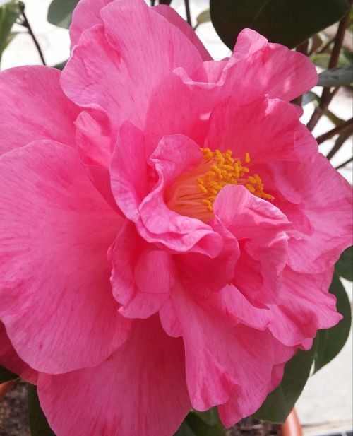 camelia spring flower