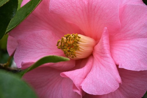 camelia  flower  pink