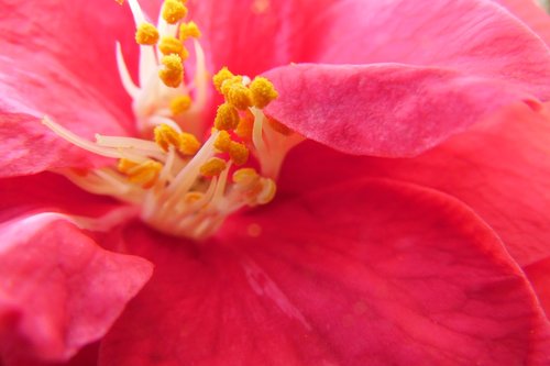 camelia  pistil  yellow