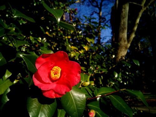 camellia camellia japonica shrub