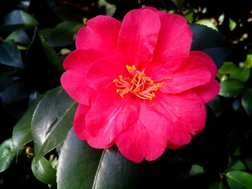 camellia camellia japonica shrub