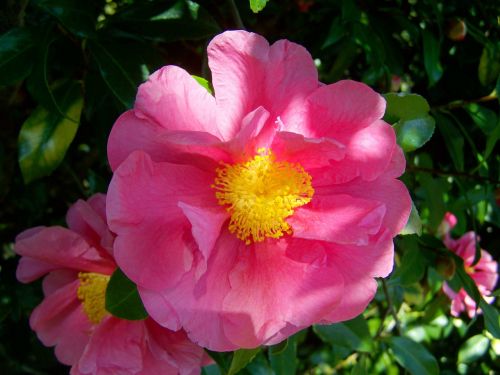 camellia pink flower shrub