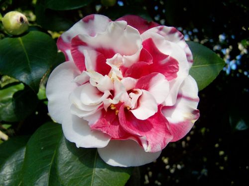 camellia pink and white flowers shrub