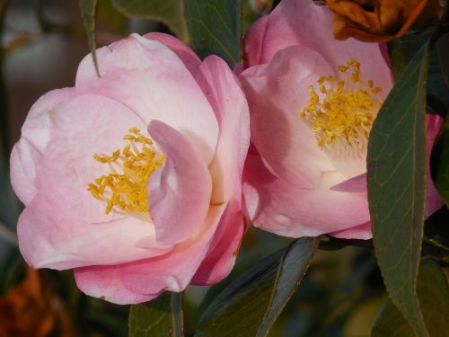 camellia bloom seasonal