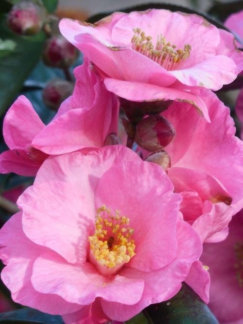 camellia bloom seasonal
