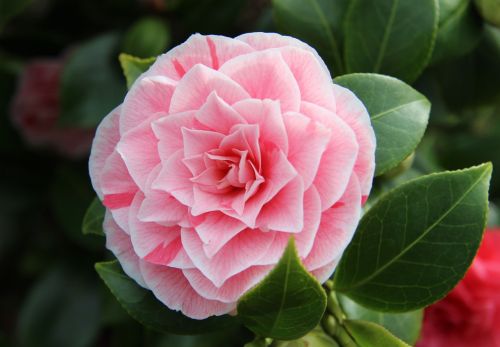 camellia close pink