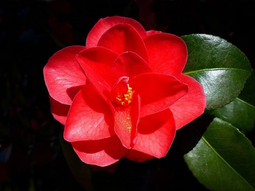 camellia flower blossom