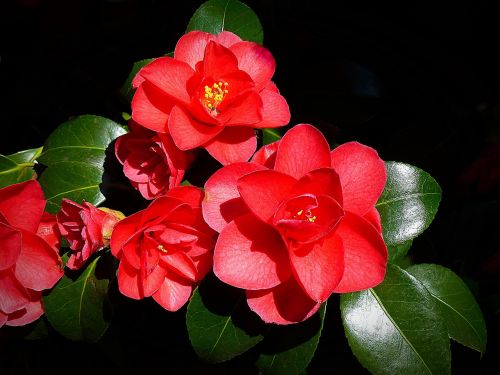 camellia flower blossom