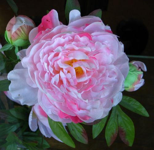 camellia pink white