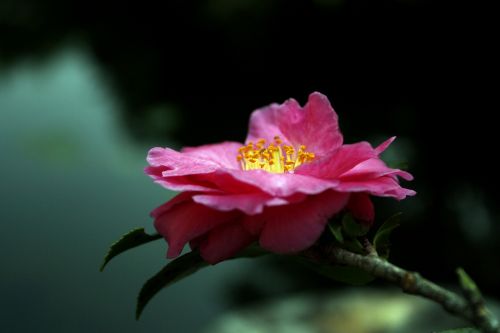 camellia peach-red color powder