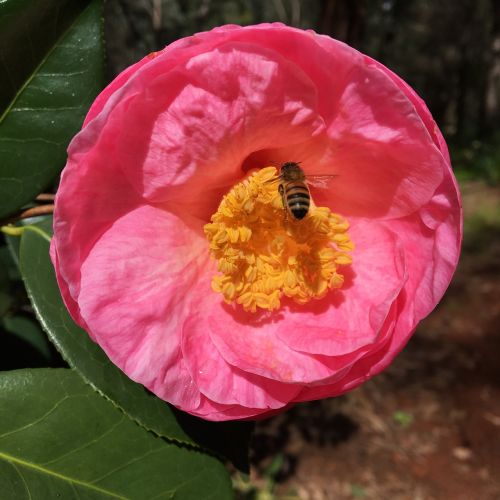camellia bee araluen botanic park
