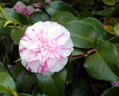 camellia bloom flower