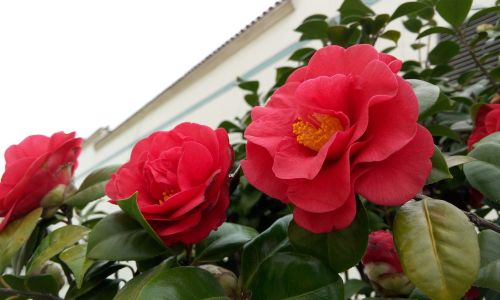 camellia red flowers