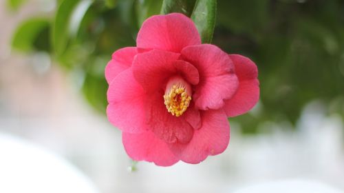 camellia affix tue-sa