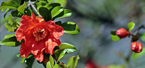 camellia flower red