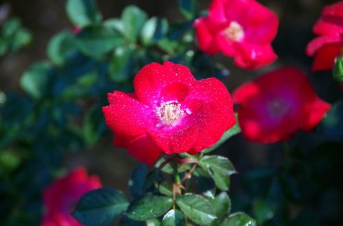 camellia red flowers flowers