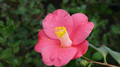 camellia camellia japonica tea tree plant