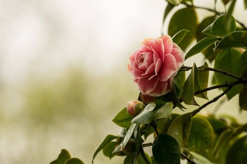 camellia flower nature