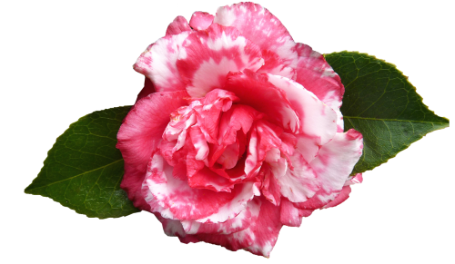 camellia flower spring