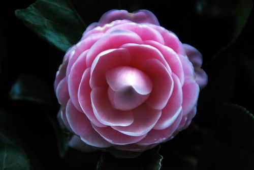 camellia flower pink