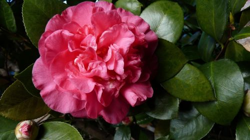 camellia shrub blossom