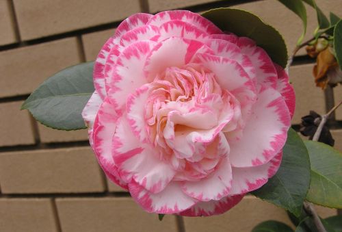 camellia flower striped