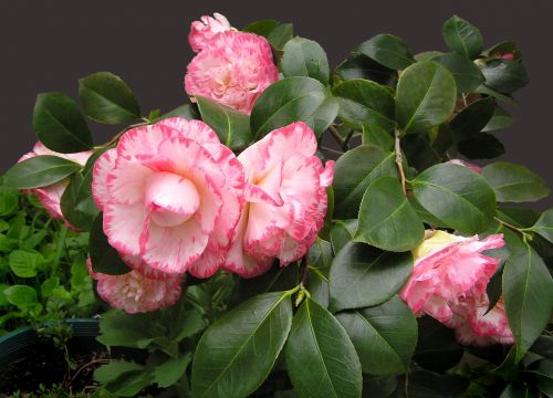 camellia shrub blooms