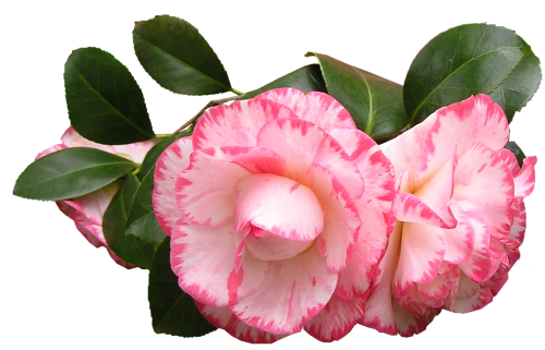 camellia flowers leaves