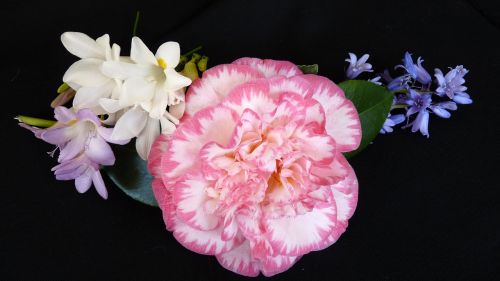 camellia bluebell flowers