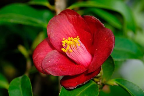 camellia rajec jestrebi