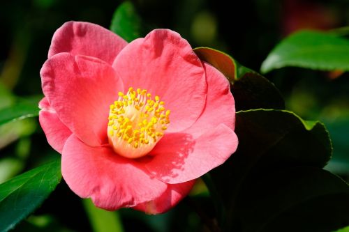 camellia flowers