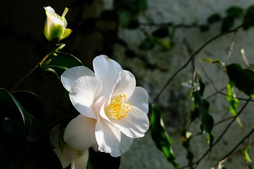 camellia flowers