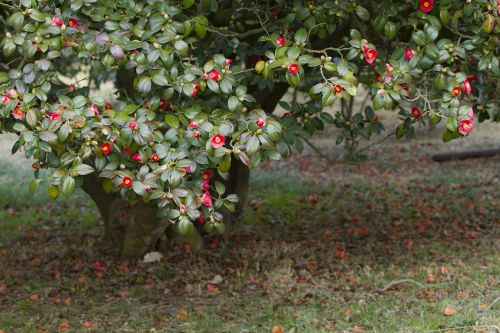 camellia camellia flower leaf