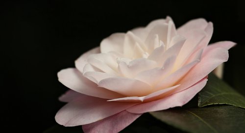 camellia  camellia flower  flower