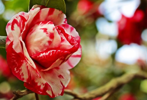 camellia  camellia flower  flower