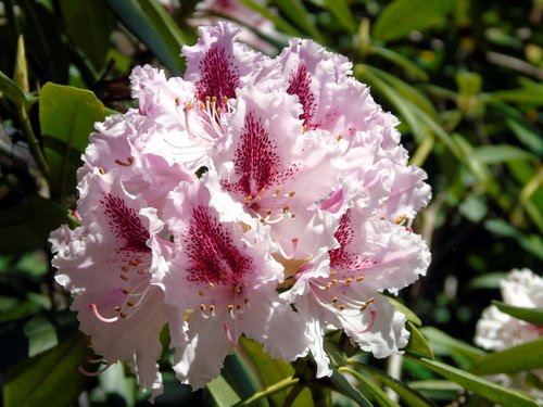 camellia  flower  bloom