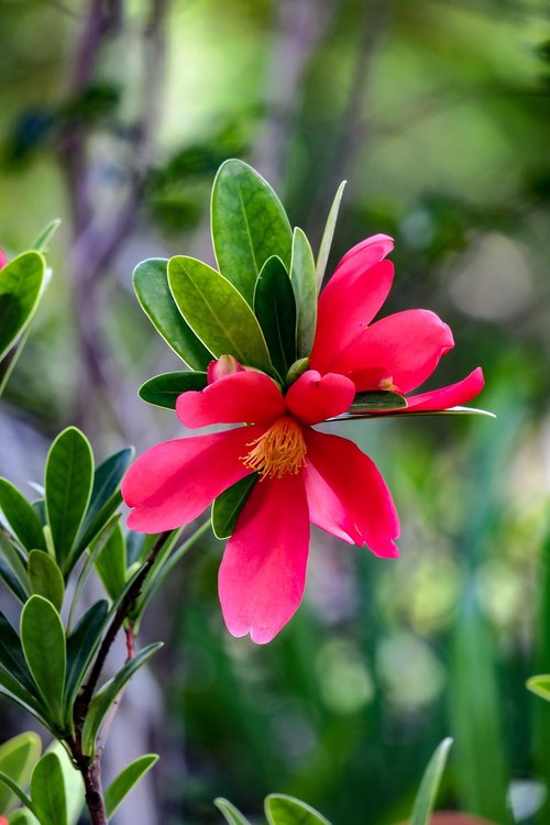 camellia  flower  pistil