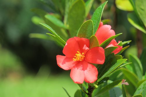 camellia  flower  pistil