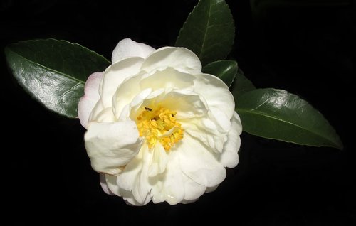 camellia  white  flower